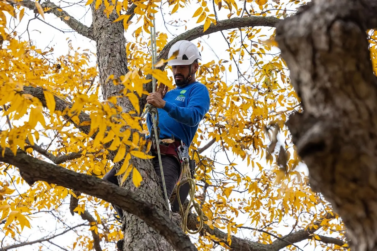 Skilled Storm Damage Cleanup crew working in New Haven