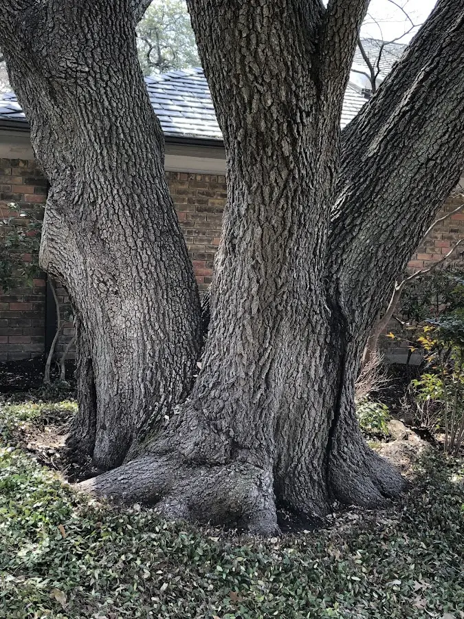 Mature heritage tree close to a New Haven property cared for by certified arborists